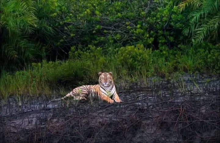Sundarbans